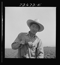 San Benito County, California. Japanese-American who is working in field while awaiting final evacuation orders by Russell Lee