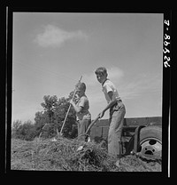 [Untitled photo, possibly related to: Yuba City, California. FSA (Farm Security Administration) farm family camp. Boys gathering hay at the camp] by Russell Lee