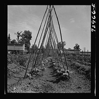 [Untitled photo, possibly related to: Kentucky Wonder Pole beans. FSA (Farm Security Administration) farm workers community. Yuba City, California] by Russell Lee