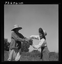 Malheur County, Oregon. Japanese-Americans and  Americans working in a celery field by Russell Lee