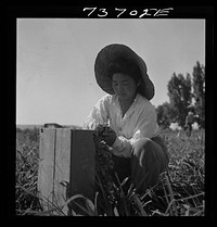 Nyssa, Oregon. Japanese-American farm worker by Russell Lee