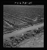Malheur County, Oregon. Celery field and irrigation ditch by Russell Lee