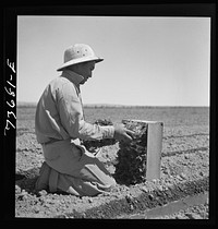 Malheur County, Oregon. Japanese-American farm worker with celery plants by Russell Lee