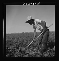 [Untitled photo, possibly related to: Twin Falls County, Idaho. FSA (Farm Security Administration) workers' camp. Japanese farm worker] by Russell Lee