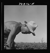 Twin Falls County, Idaho. FSA (Farm Security Administration) workers' camp. Japanese farm worker by Russell Lee