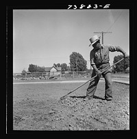 [Untitled photo, possibly related to: Shelley, Idaho. Japanese farm worker who lives at the FSA (Farm Security Administration) mobile camp working on a lawn in town] by Russell Lee