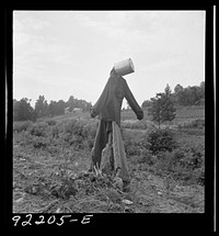 [Untitled photo, possibly realted to: Scarecrow on a newly cleared field with stumps near Roxboro, North Carolina] by Dorothea Lange