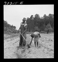[Untitled photo, possibly related to: Thirteen year old daughter of  sharecropper planting sweet potatoes. She walks down the row and places the young plants in the holes her father has dug with a hoe. They will return down the row, water the plants with a bucket, then cover the roots with earth. Her father hopes to send her to school. Note pine woods and light colored soil. Near Olive Hill, North Carolina]. Sourced from the Library of Congress.