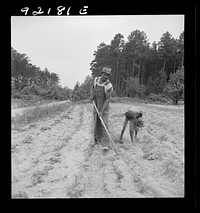 [Untitled photo, possibly related to: Thirteen year old daughter of  sharecropper planting sweet potatoes. She walks down the row and places the young plants in the holes her father has dug with a hoe. They will return down the row, water the plants with a bucket, then cover the roots with earth. Her father hopes to send her to school. Note pine woods and light colored soil. Near Olive Hill, North Carolina]. Sourced from the Library of Congress.