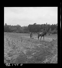 [Untitled photo, possibly related to:  plowing corn. He is a tenant who raises mainly tobacco, and has lived here for four years. The corn field is grassy and poor. Off Highway 144. Person County, North Carolina]. Sourced from the Library of Congress.