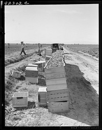 [Untitled photo, possibly related to: Pea harvest. Large-scale industrialized agriculture on Sinclair Ranch. Imperial Valley, California]. Sourced from the Library of Congress.