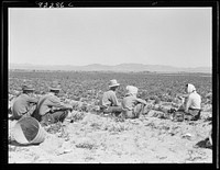 [Untitled photo, possibly related to: Lunchtime in the field. Camp in background. Near Calipatria, California. Pea fields]. Sourced from the Library of Congress.
