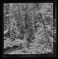[Untitled photo, possibly related to: Lewis and Clark National Forest, Meagher County, Montana. First snow of the season along mountain stream] by Russell Lee