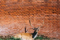 Cute deer sitting by the brick wall. 