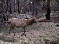 Elk meander freely in the Northern Arizona woods near Monument Valley Navajo Tribal Park. Original image from <a href="https://www.rawpixel.com/search/carol%20m.%20highsmith?sort=curated&amp;page=1">Carol M. Highsmith</a>&rsquo;s America, Library of Congress collection. Digitally enhanced by rawpixel.