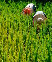 Rice farmers in Malaysia