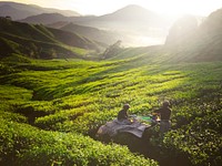 Tea pickers at dawn