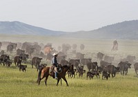Ranch manager Mark Dunning oversees a roundup at the Big Creek cattle ranch near the Colorado border in Carbon County, Wyoming. Original image from <a href="https://www.rawpixel.com/search/carol%20m.%20highsmith?sort=curated&amp;page=1">Carol M. Highsmith</a>&rsquo;s America, Library of Congress collection. Digitally enhanced by rawpixel.
