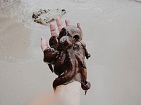 Big brown octopus on hand