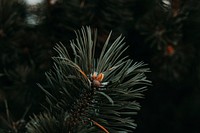 Free close up small conifer image, public domain nature CC0 photo.