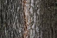 Tree stump texture background, free public domain flower CC0 photo.