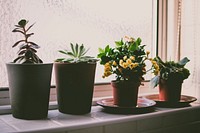 Free decorative pot and plant near window image, public domain design CC0 photo.