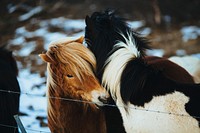 Free winter horses photo, public domain animal CC0 image.