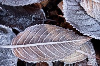 Free dried leaves image, public domain plant CC0 photo.