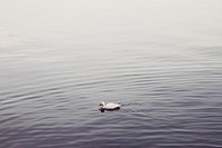 Free duck swimming in a lake image, public domain CC0 photo