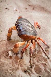 Free crab image, public domain nature CC0 photo.