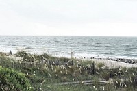 Grass near the ocean, beach, free public domain CC0 photo.