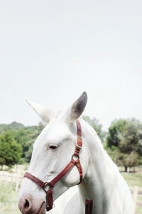 Free closeup shot of a white horse image, public domain animal CC0 photo.