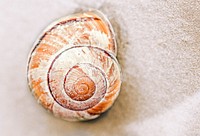 Free close up shell on the beach image, public domain sea life CC0 photo.