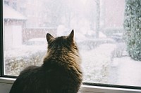 Free cute cat looking out the window during winter image, public domain CC0 photo.