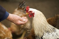 Free chicken image, public domain animal CC0 photo.