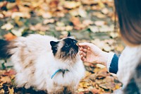 Free Autumn rag doll cat image, public domain CC0 photo.