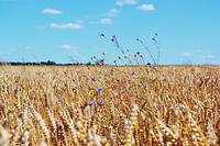 Wheat Field Blue Sky 