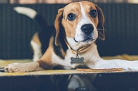 Free cute beagle dog image, public domain animal CC0 photo.