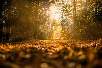 Free fallen autumn leaves image, public domain nature CC0 photo.