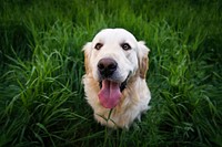 Free golden retriever dog on tall grass field image, public domain animal CC0 photo.