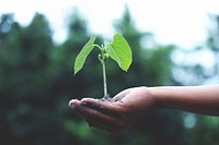 Plant grow in hand