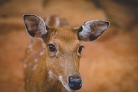 Free deer in the forest photo, public domain animal CC0 image.