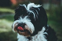 Free black and white dog licking nose image, public domain animal CC0 photo.