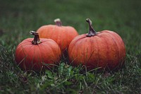 Free Halloween pumpkin image, public domain halloween CC0 photo.