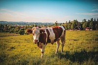 Free spotted cow standing on farmland image, public domain animal CC0 photo.