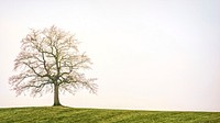 Free tree on a hill public domain CC0 photo.