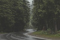 Free wet road between trees image, public domain nature CC0 photo.