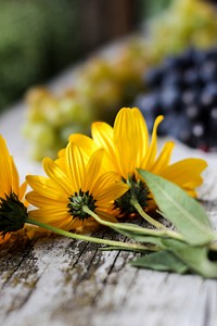 Free yellow daisy background image, public domain flower CC0 photo.