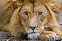 Free cute lion face, wildlife image, public domain CC0 photo.