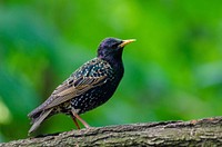 Free bird in the forest image, public domain CC0 photo.